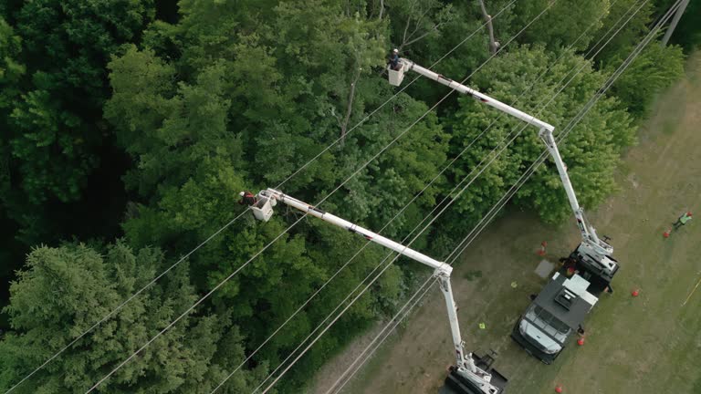 Best Fruit Tree Pruning  in Wintersville, OH